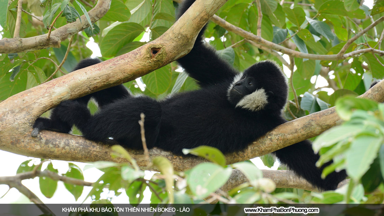 Khám phá khu bảo tồn thiên nhiên Bokeo, Lào