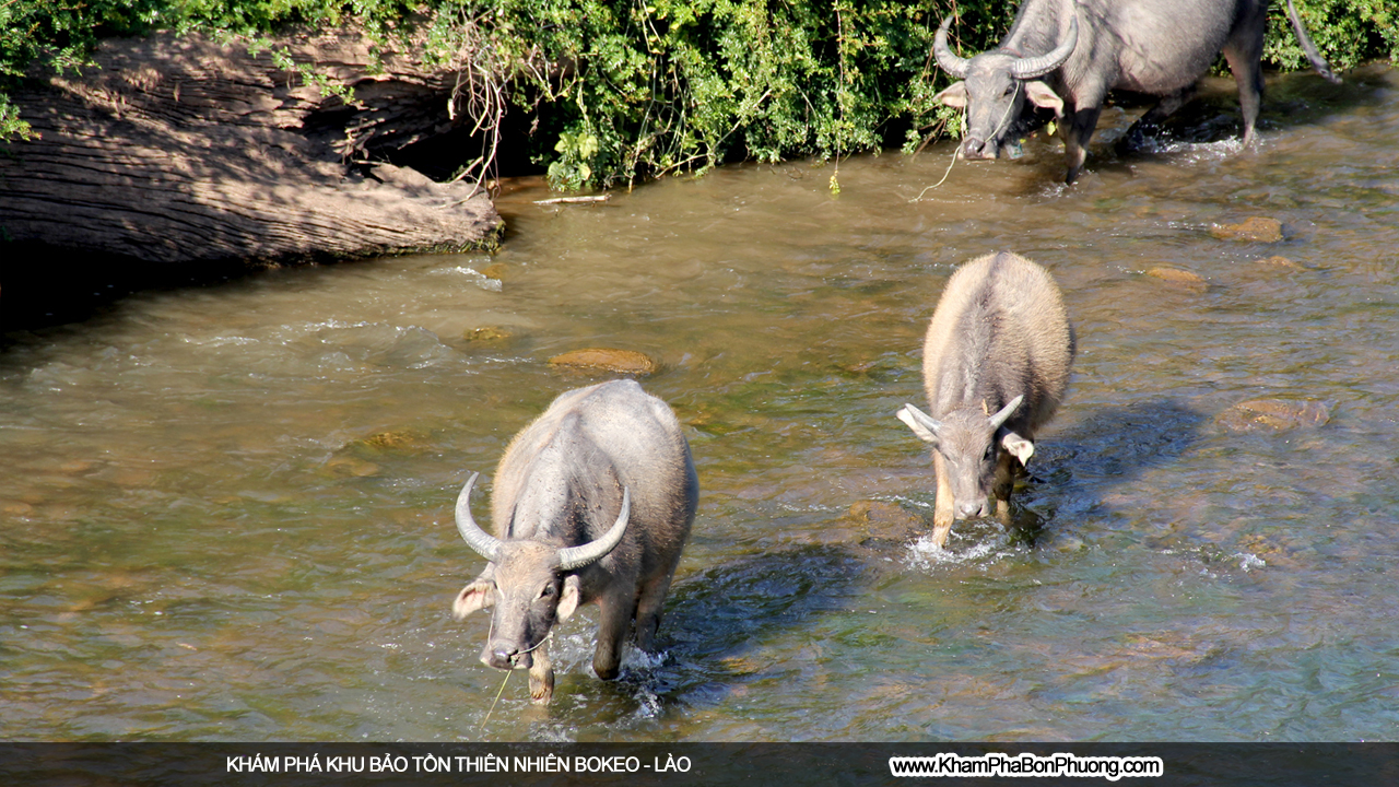 Khám phá khu bảo tồn thiên nhiên Bokeo, Lào