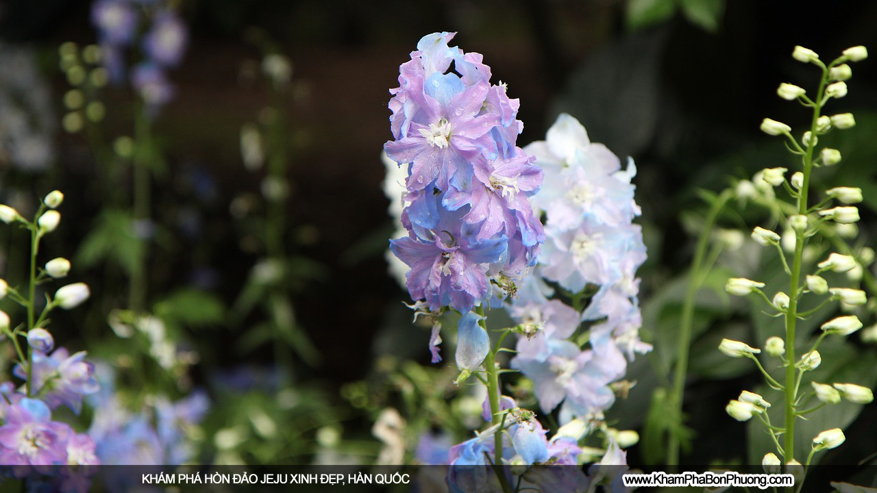 Khám phá hòn đảo Jeju, Hàn Quốc | www.KhamPhaBonPhuong.com