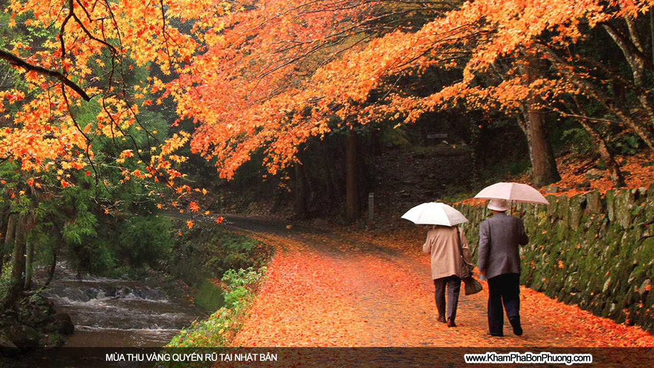 Mùa thu vàng quyến rũ tại Nhật Bản | Khám Phá Bốn Phương