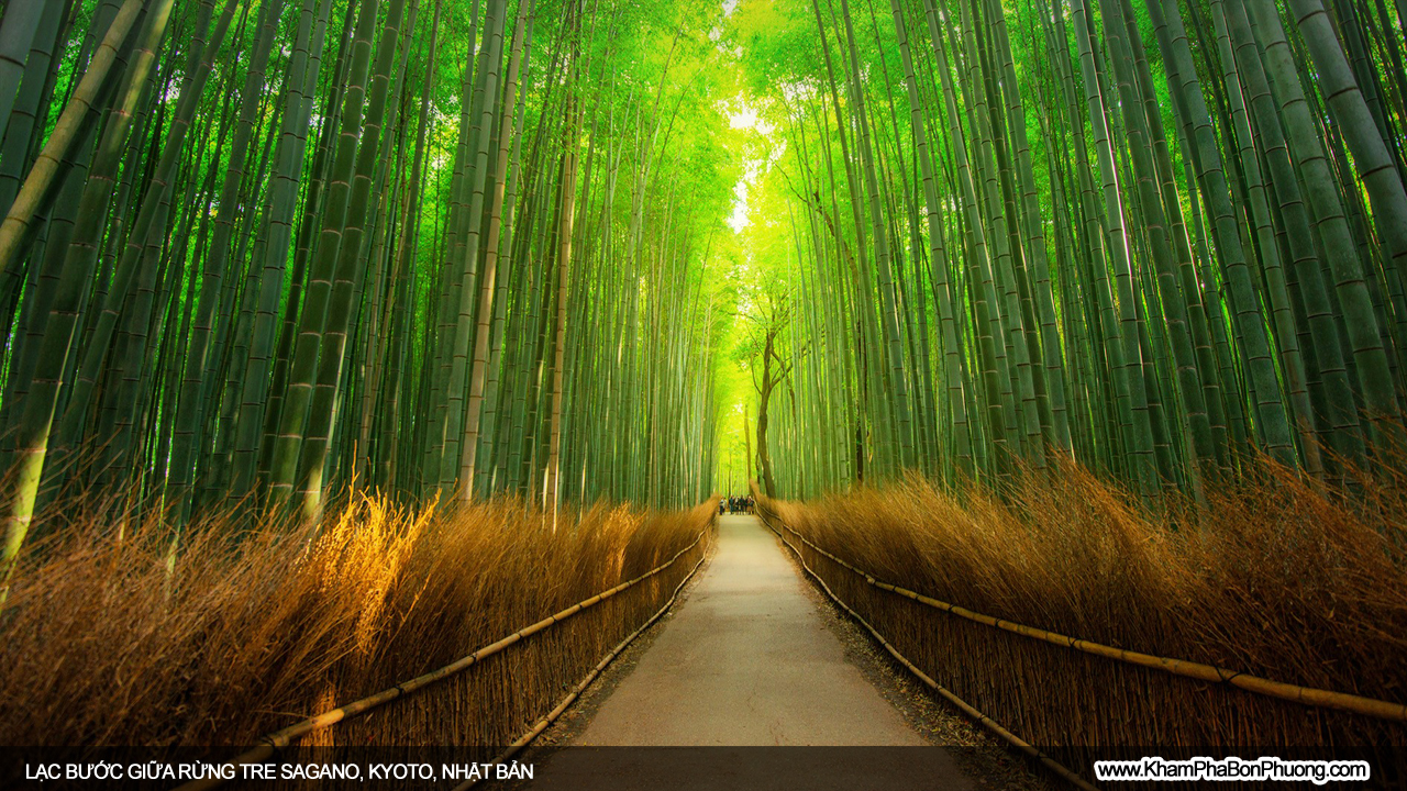Lạc bước giữa rừng tre Sagano, Kyoto, Nhật Bản | Khám Phá Bốn Phương