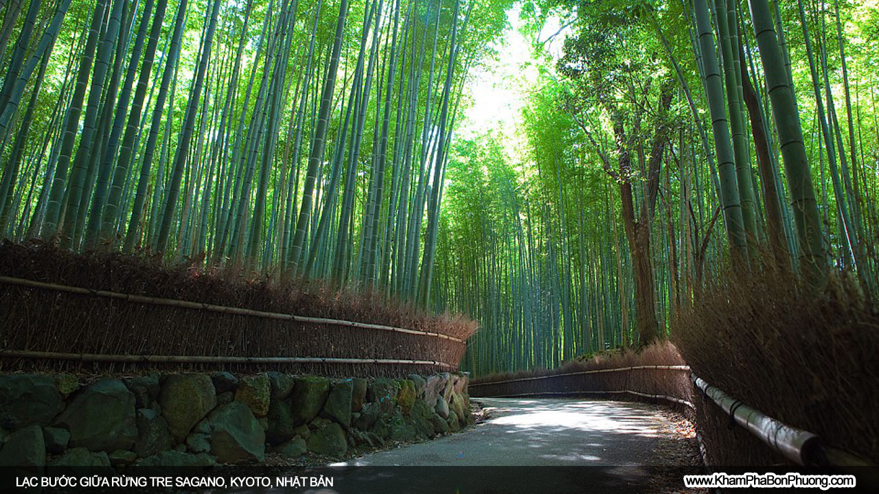 Lạc bước giữa rừng tre Sagano, Kyoto, Nhật Bản | Khám Phá Bốn Phương