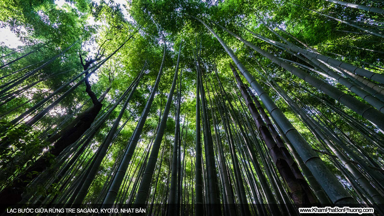 Lạc bước giữa rừng tre Sagano, Kyoto, Nhật Bản | Khám Phá Bốn Phương