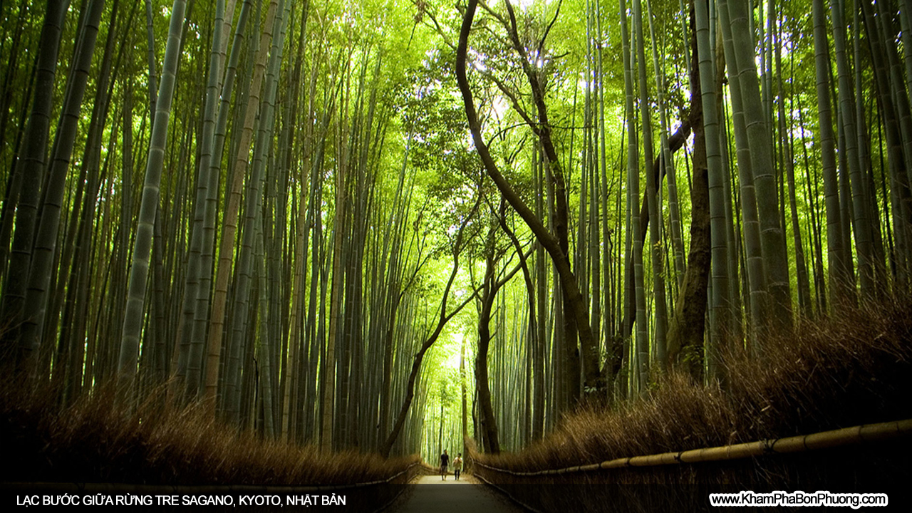 Lạc bước giữa rừng tre Sagano, Kyoto, Nhật Bản | Khám Phá Bốn Phương