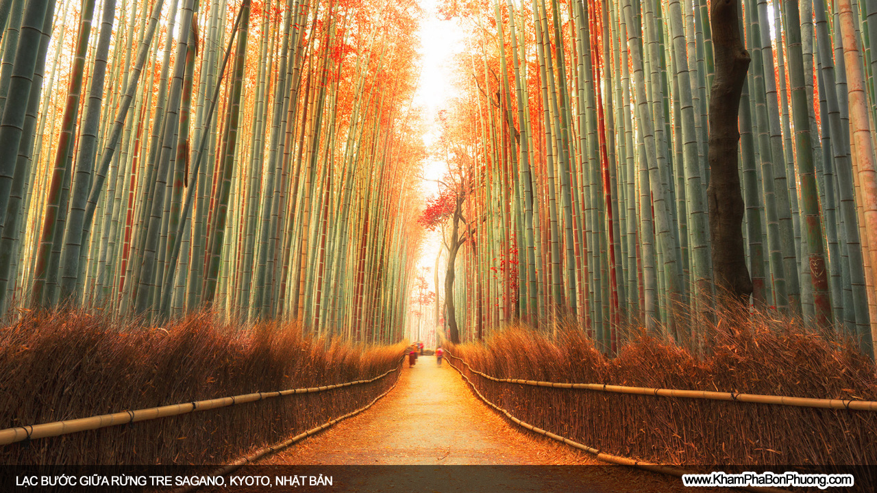 Lạc bước giữa rừng tre Sagano, Kyoto, Nhật Bản | Khám Phá Bốn Phương