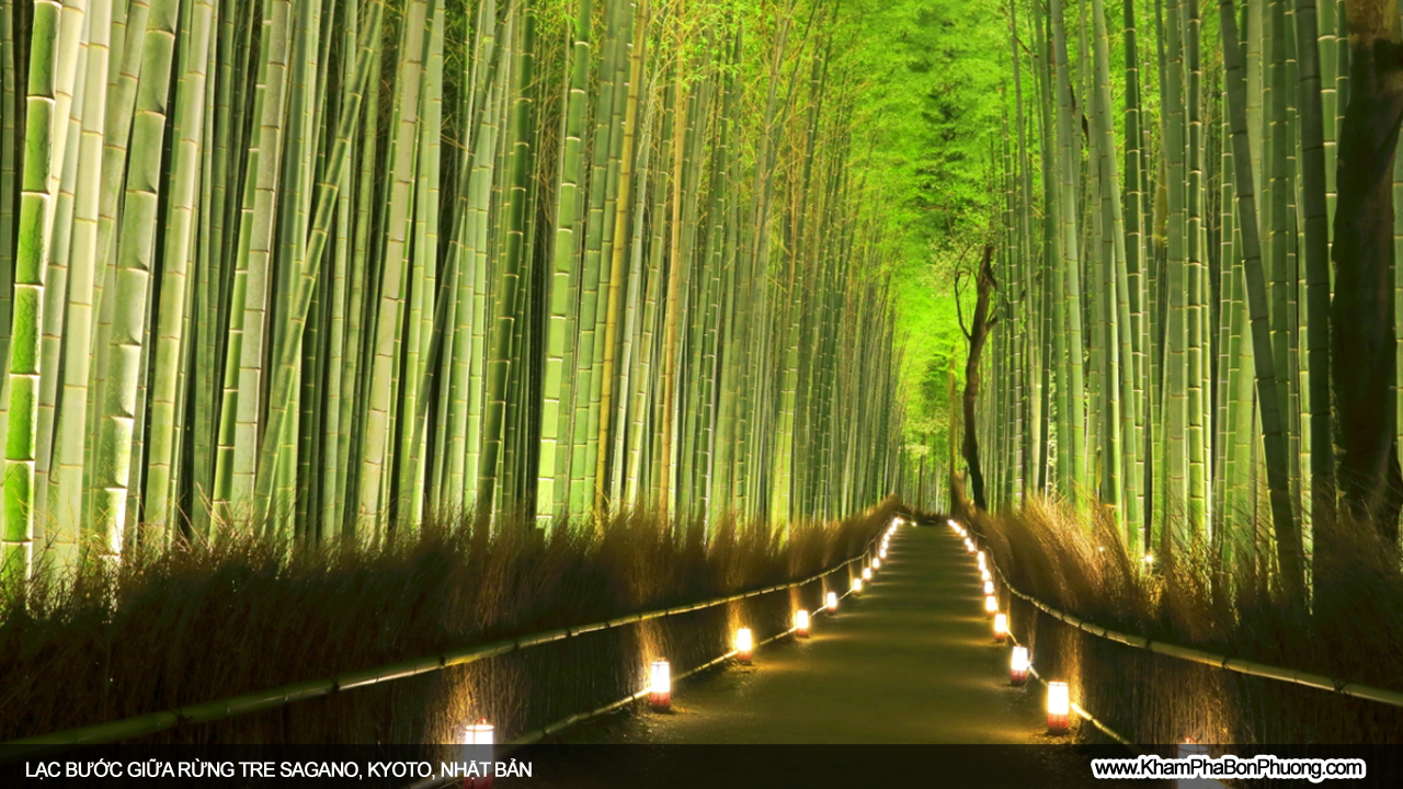 Lạc bước giữa rừng tre Sagano, Kyoto, Nhật Bản | Khám Phá Bốn Phương