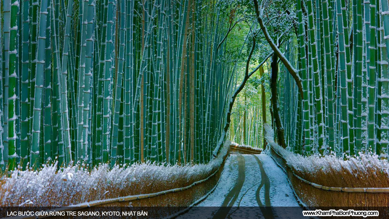 Lạc bước giữa rừng tre Sagano, Kyoto, Nhật Bản | Khám Phá Bốn Phương