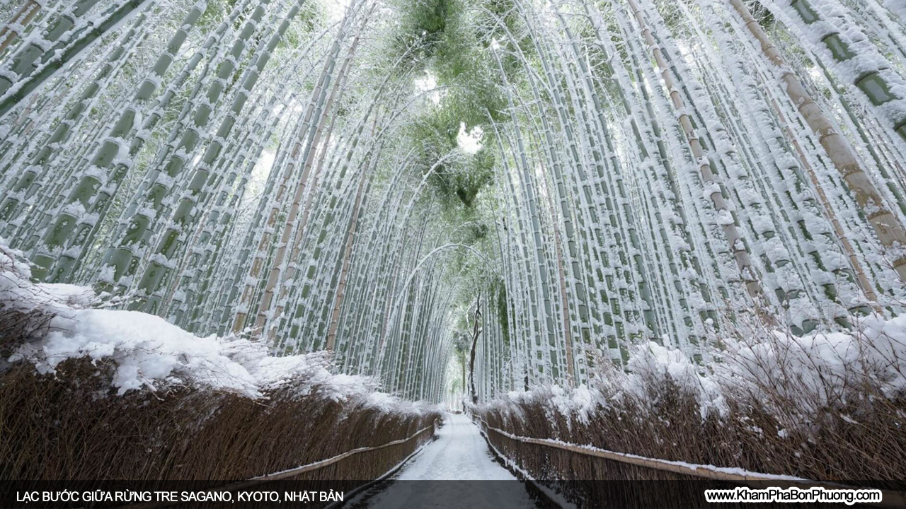 Lạc bước giữa rừng tre Sagano, Kyoto, Nhật Bản | Khám Phá Bốn Phương