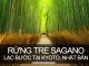 Lạc bước giữa rừng tre Sagano, Kyoto, Nhật Bản | Khám Phá Bốn Phương