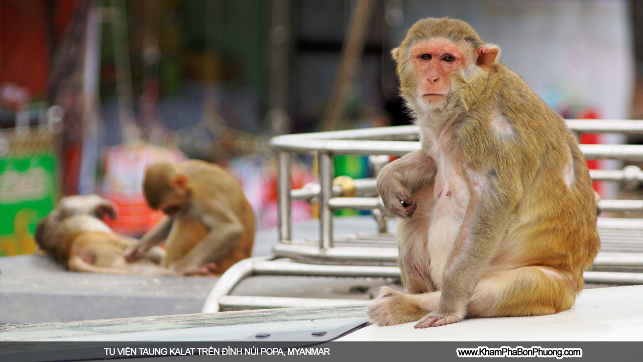 Tu viện Taung Kalat trên đỉnh núi Popa, Myanmar | Khám Phá Bốn Phương