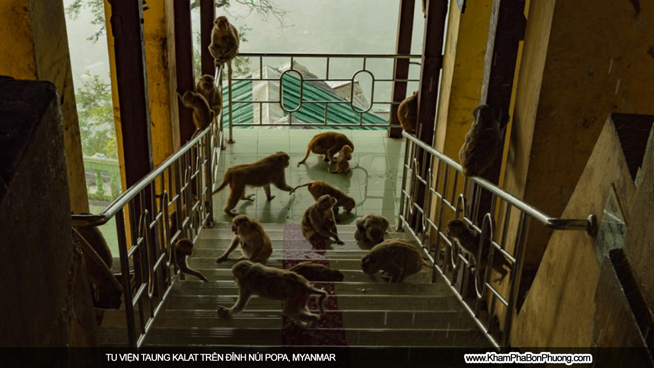 Tu viện Taung Kalat trên đỉnh núi Popa, Myanmar | Khám Phá Bốn Phương
