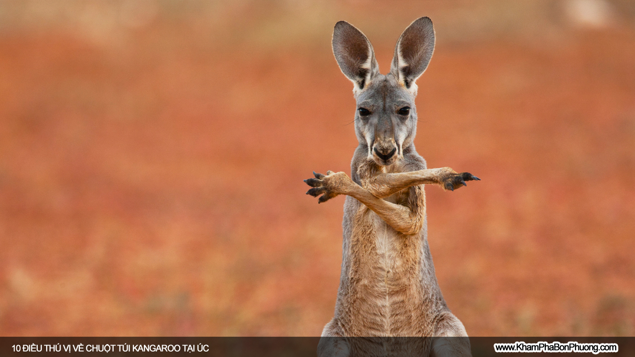 Tìm hiểu 10 điều thú vị về chuột túi Kangaroo, Úc | Khám Phá Bốn Phương