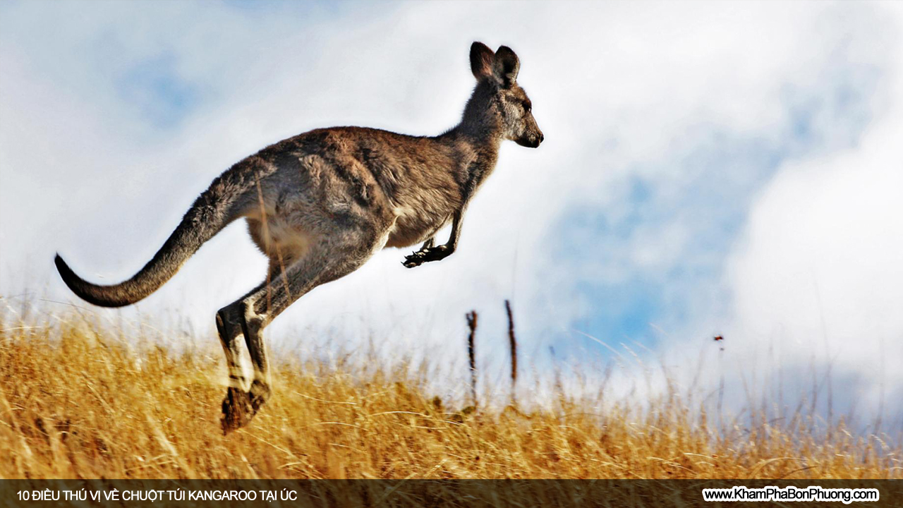 Tìm hiểu 10 điều thú vị về chuột túi Kangaroo, Úc | Khám Phá Bốn Phương