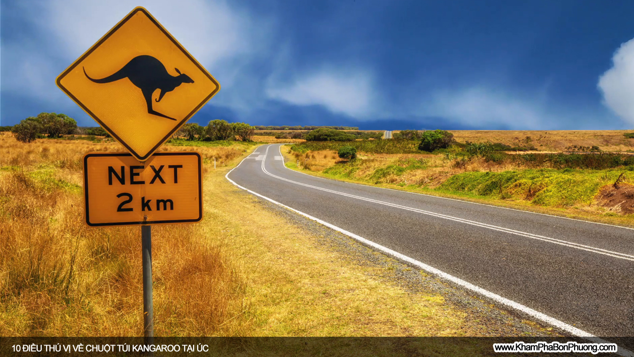 Tìm hiểu 10 điều thú vị về chuột túi Kangaroo, Úc | Khám Phá Bốn Phương