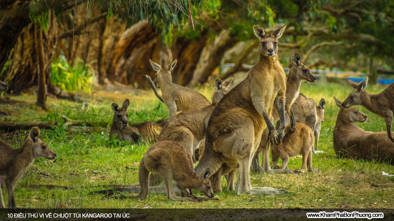 Tìm hiểu 10 điều thú vị về chuột túi Kangaroo, Úc | Khám Phá Bốn Phương