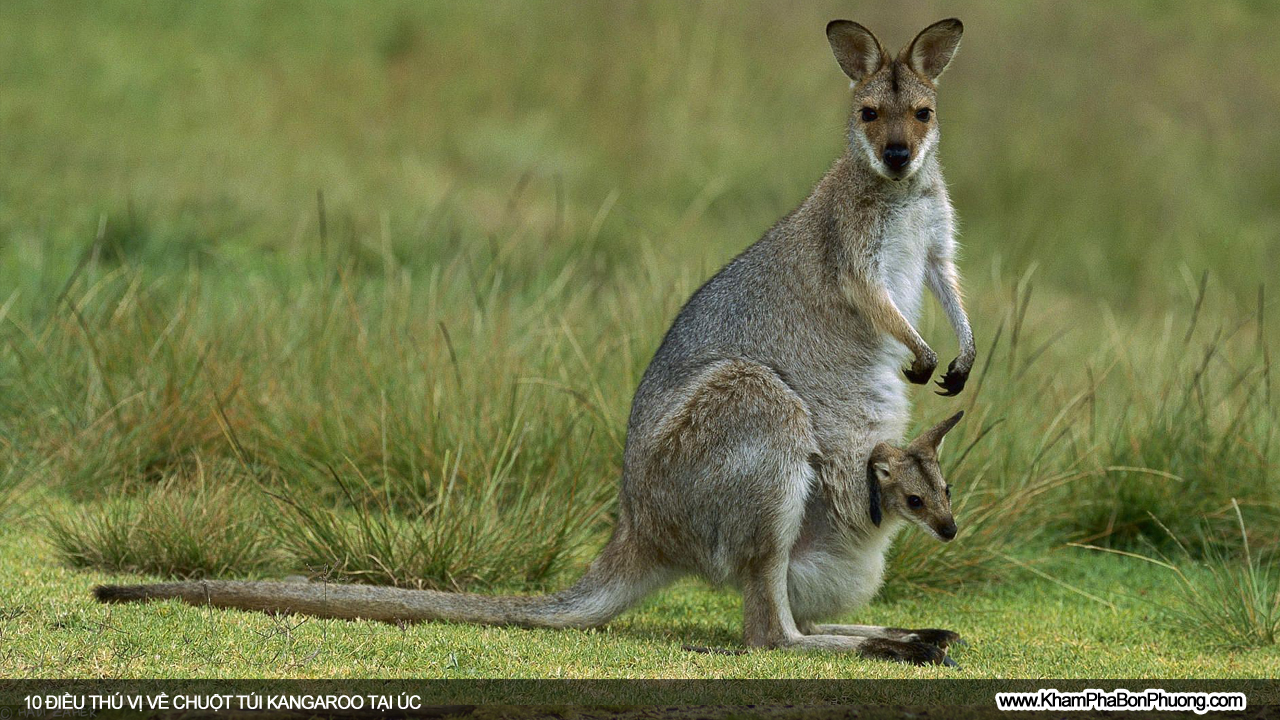 Tìm hiểu 10 điều thú vị về chuột túi Kangaroo, Úc | Khám Phá Bốn Phương