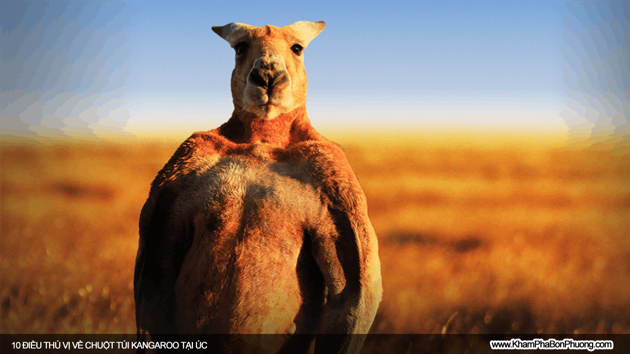 Tìm hiểu 10 điều thú vị về chuột túi Kangaroo, Úc | Khám Phá Bốn Phương