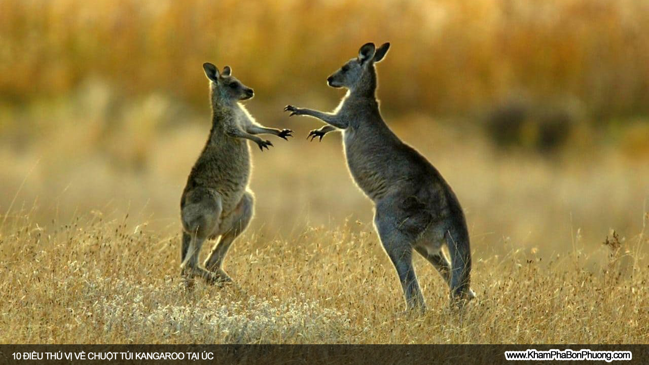 Tìm hiểu 10 điều thú vị về chuột túi Kangaroo, Úc | Khám Phá Bốn Phương