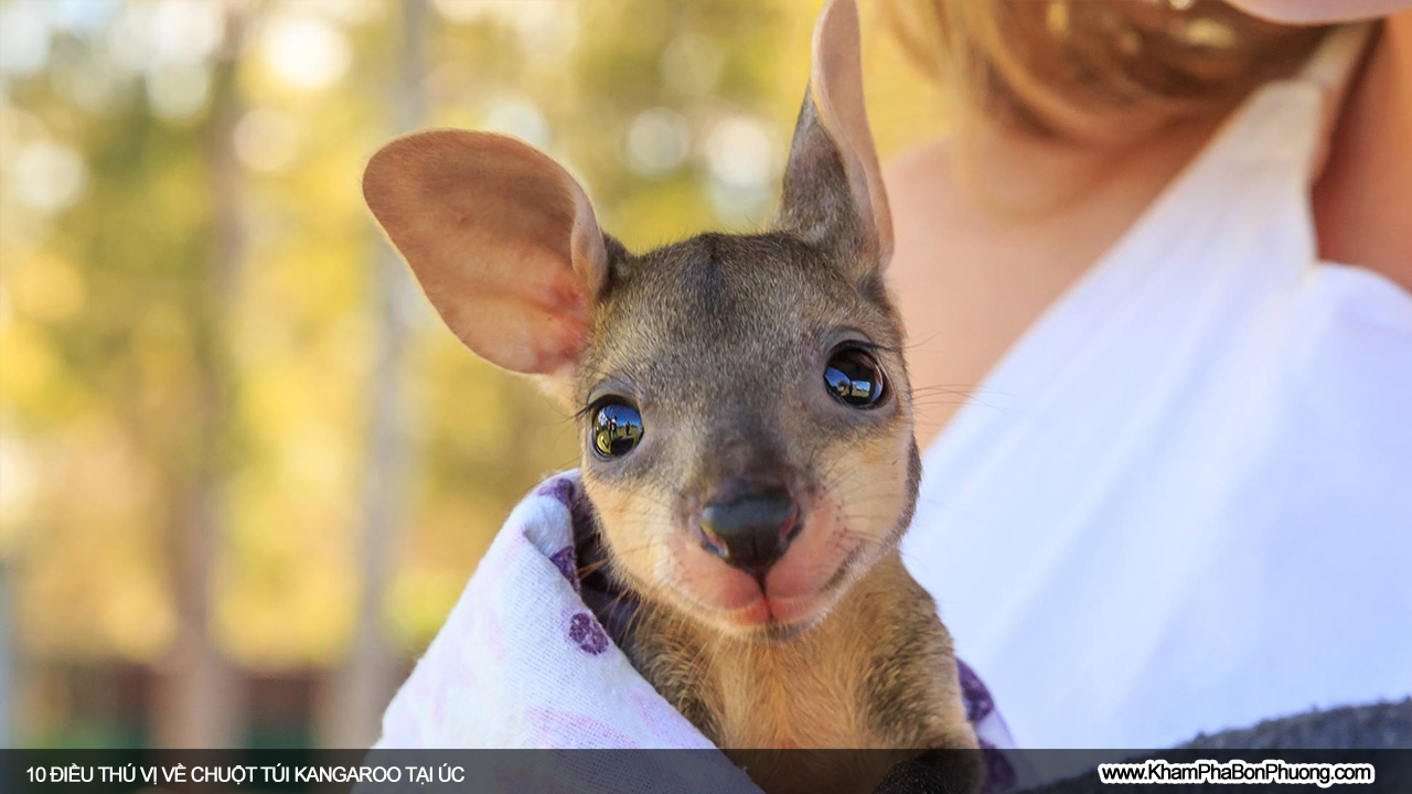 Tìm hiểu 10 điều thú vị về chuột túi Kangaroo, Úc | Khám Phá Bốn Phương