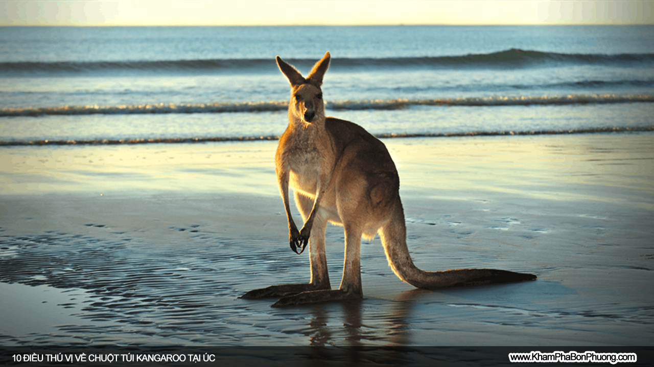 Tìm hiểu 10 điều thú vị về chuột túi Kangaroo, Úc | Khám Phá Bốn Phương