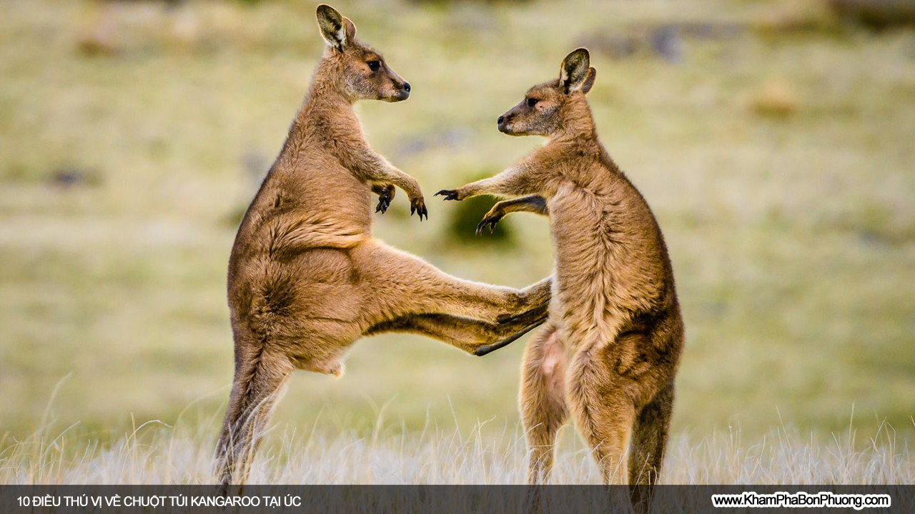 Tìm hiểu 10 điều thú vị về chuột túi Kangaroo, Úc | Khám Phá Bốn Phương