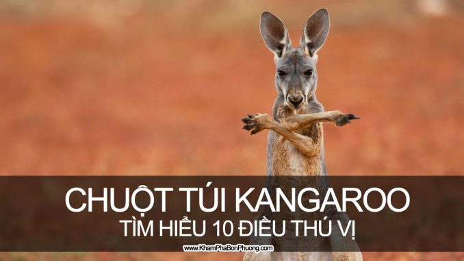 Tìm hiểu 10 điều thú vị về chuột túi Kangaroo, Úc | Khám Phá Bốn Phương