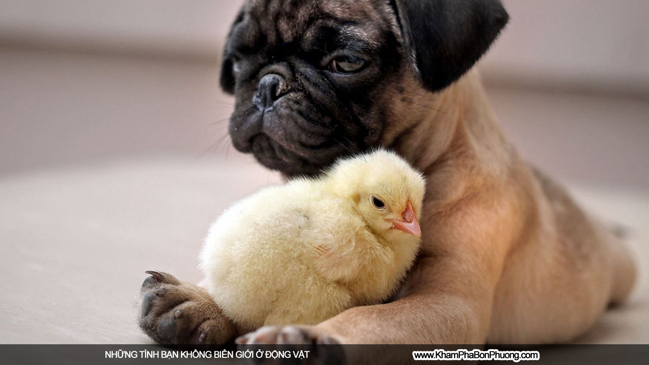 Những tình bạn không biên giới ở động vật | Khám Phá Bốn Phương