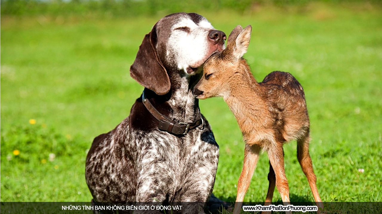 Những tình bạn không biên giới ở động vật | Khám Phá Bốn Phương