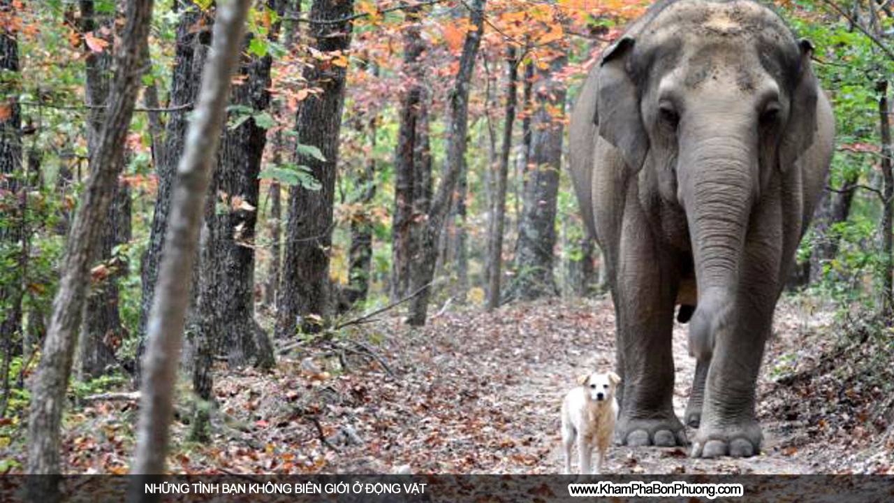 Những tình bạn không biên giới ở động vật | Khám Phá Bốn Phương
