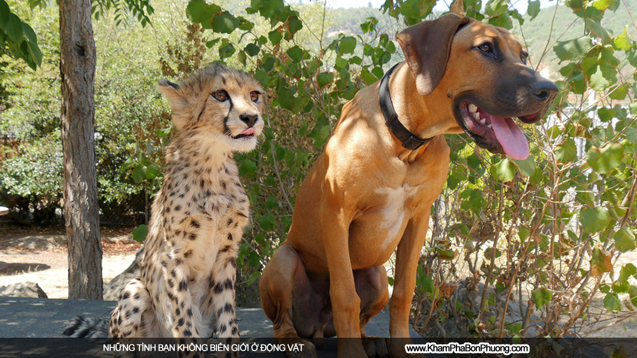 Những tình bạn không biên giới ở động vật | Khám Phá Bốn Phương