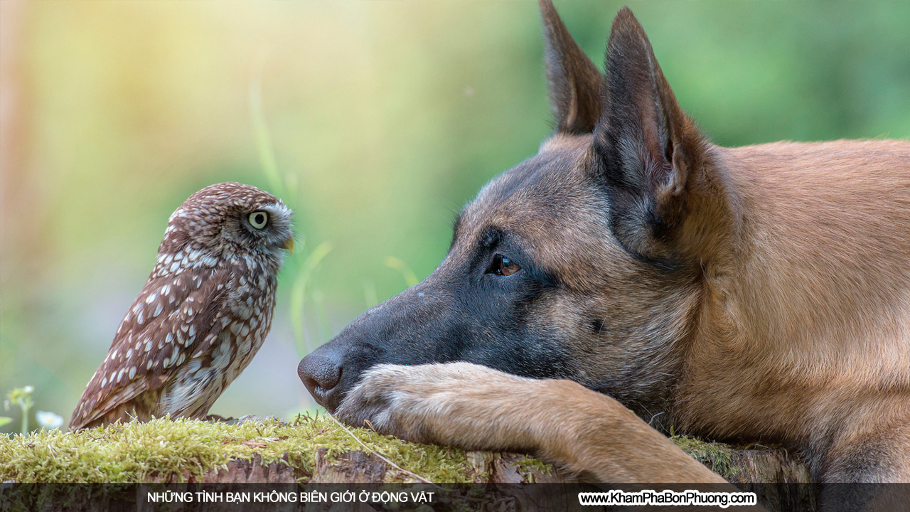 Những tình bạn không biên giới ở động vật | Khám Phá Bốn Phương