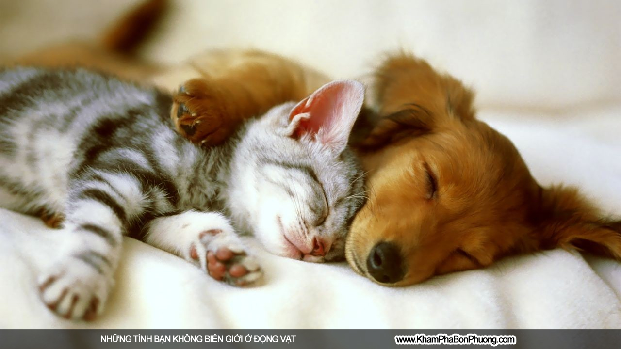 Những tình bạn không biên giới ở động vật | Khám Phá Bốn Phương