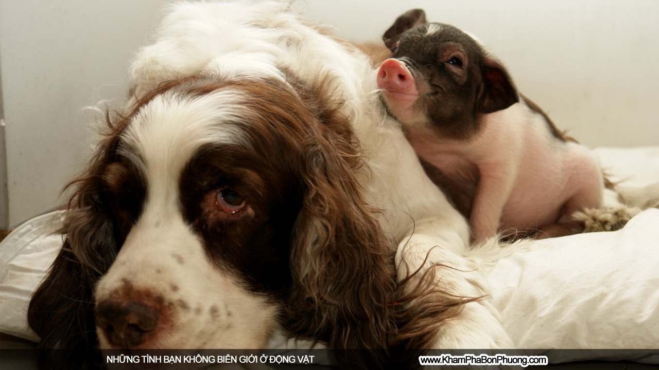 Những tình bạn không biên giới ở động vật | Khám Phá Bốn Phương