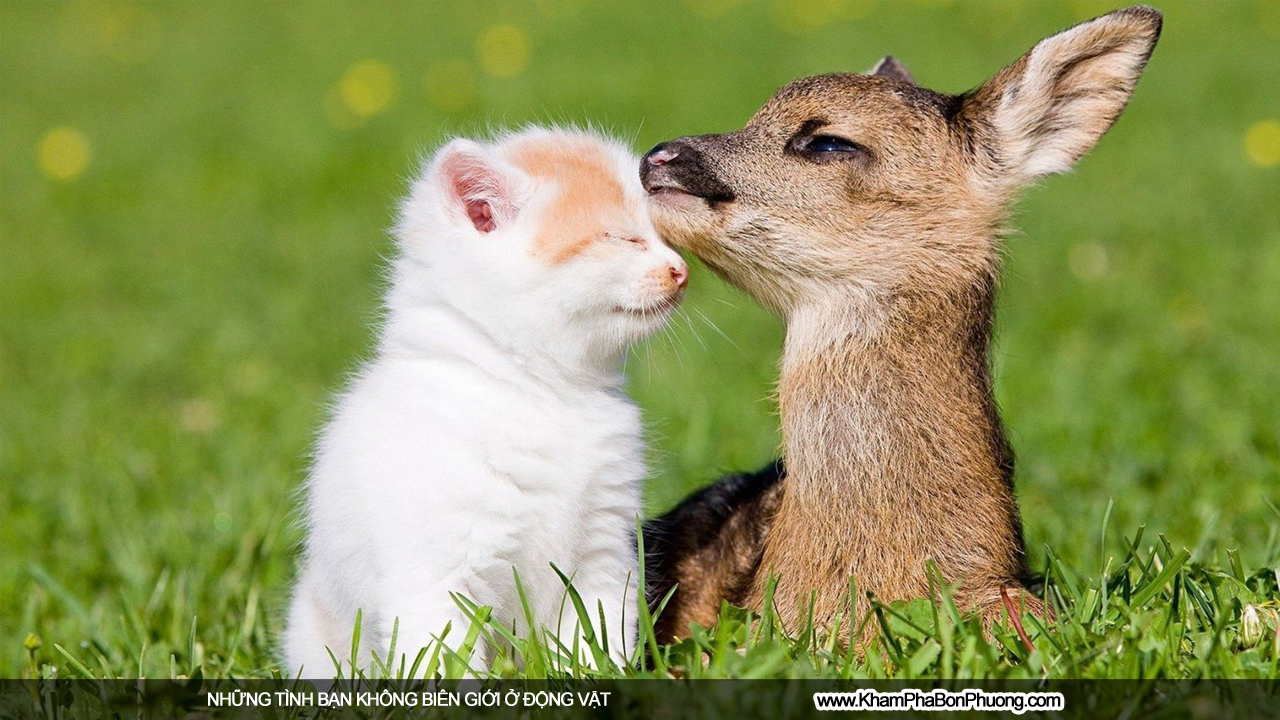 Những tình bạn không biên giới ở động vật | Khám Phá Bốn Phương