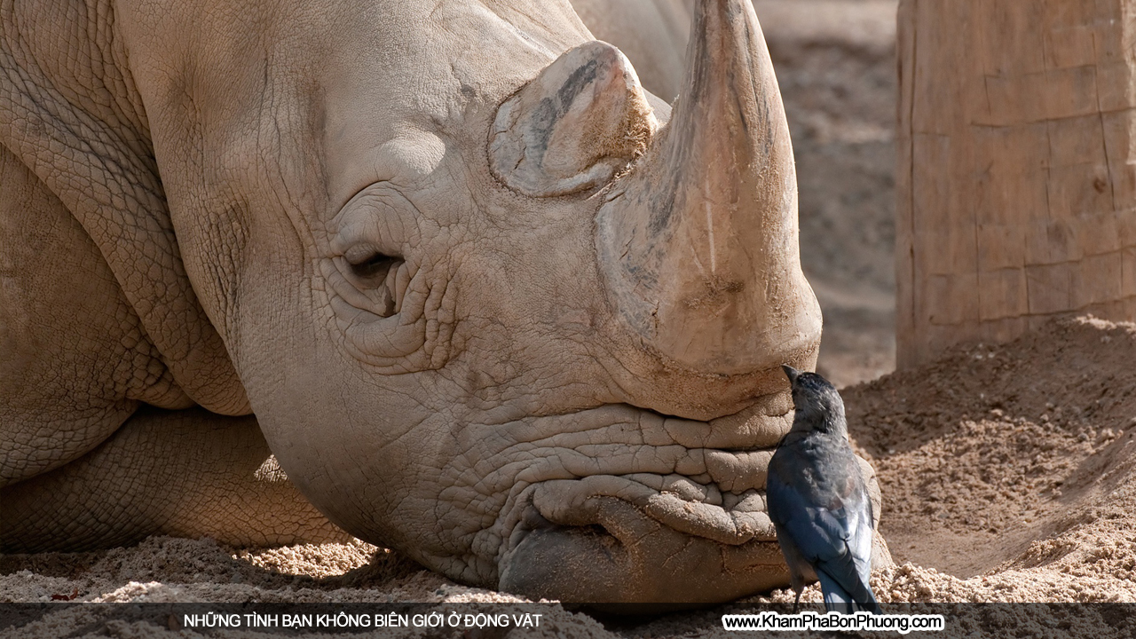 Những tình bạn không biên giới ở động vật | Khám Phá Bốn Phương