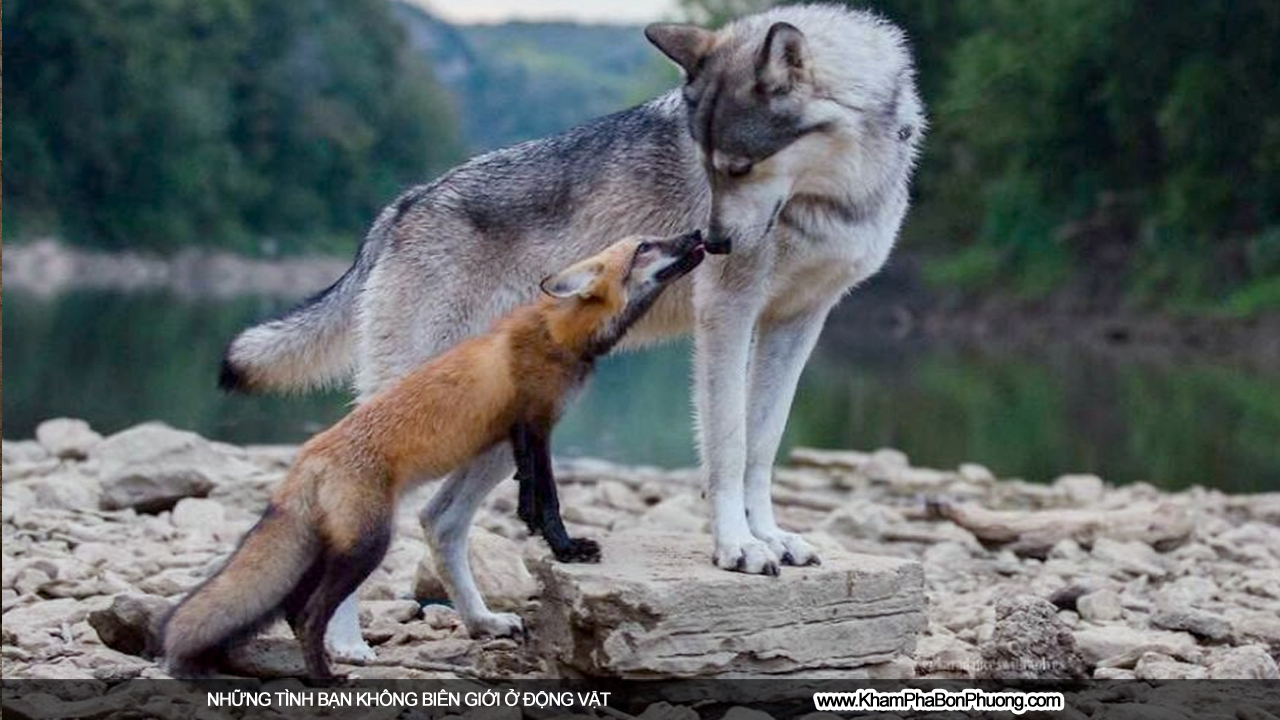 Những tình bạn không biên giới ở động vật | Khám Phá Bốn Phương