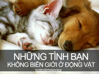 Những tình bạn không biên giới ở động vật | Khám Phá Bốn Phương