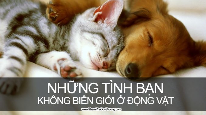 Những tình bạn không biên giới ở động vật | Khám Phá Bốn Phương