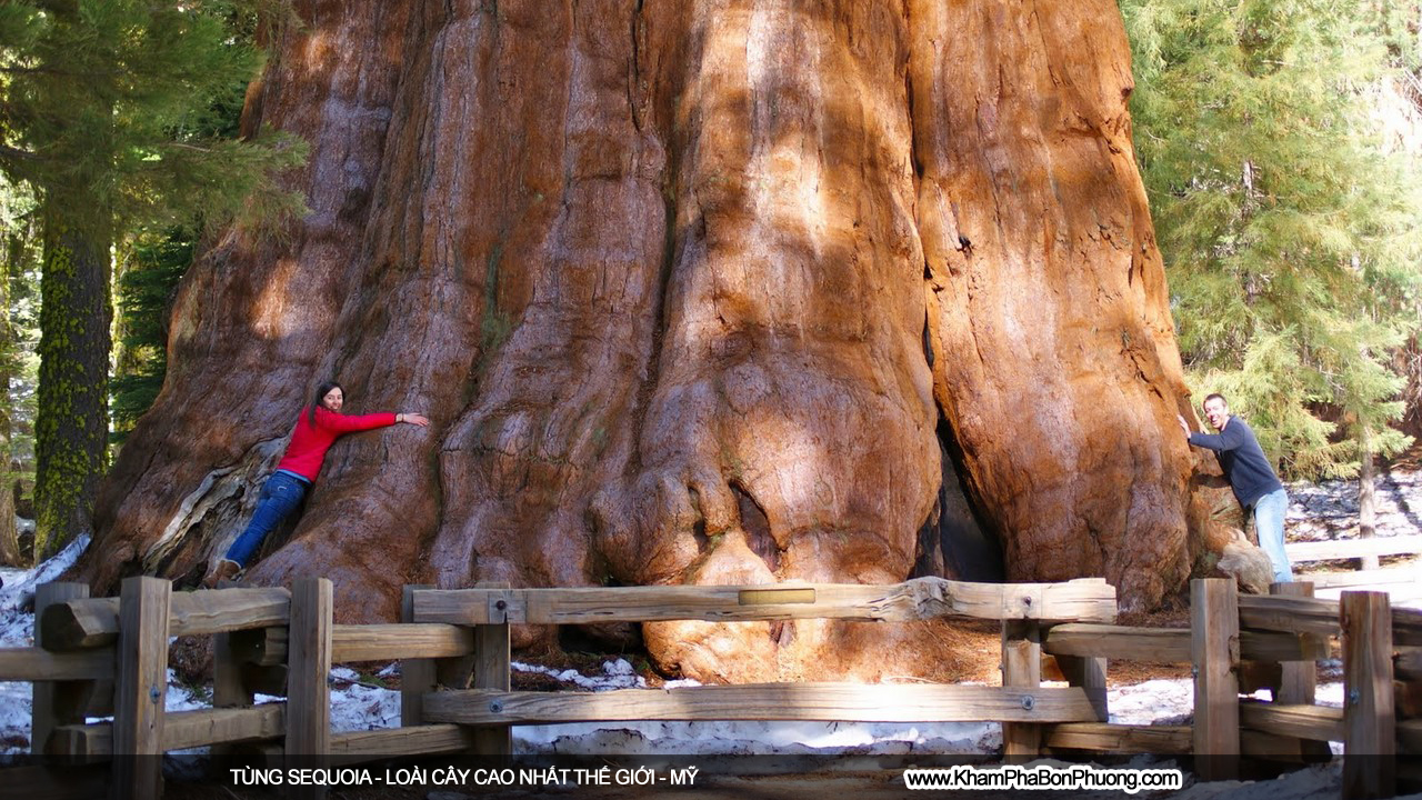 Khám phá tùng sequoia - loài cây cao nhất thế giới | Khám Phá Bốn Phương