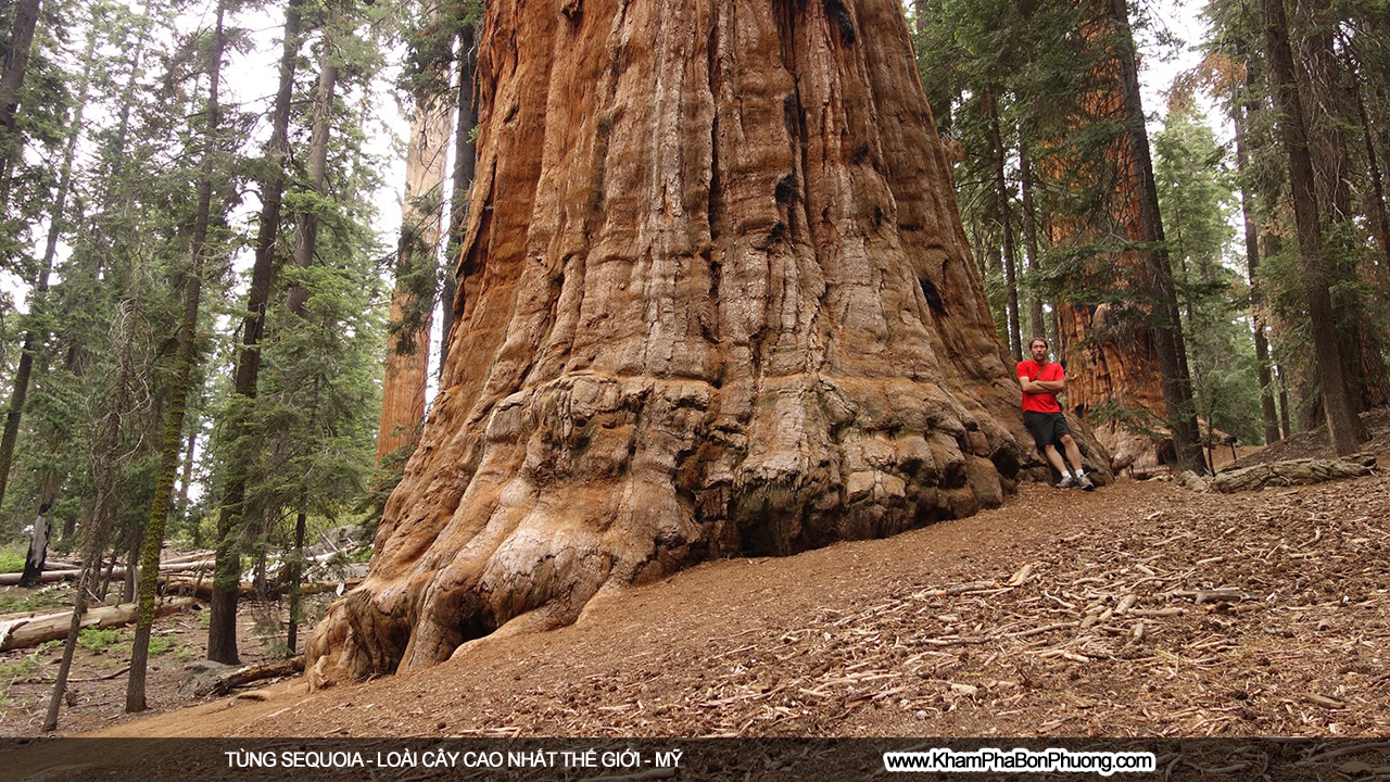 Khám phá tùng sequoia - loài cây cao nhất thế giới | Khám Phá Bốn Phương