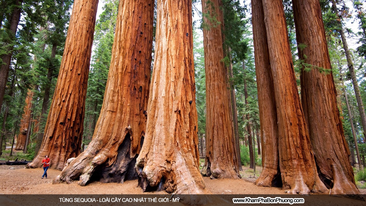 Khám phá tùng sequoia - loài cây cao nhất thế giới | Khám Phá Bốn Phương
