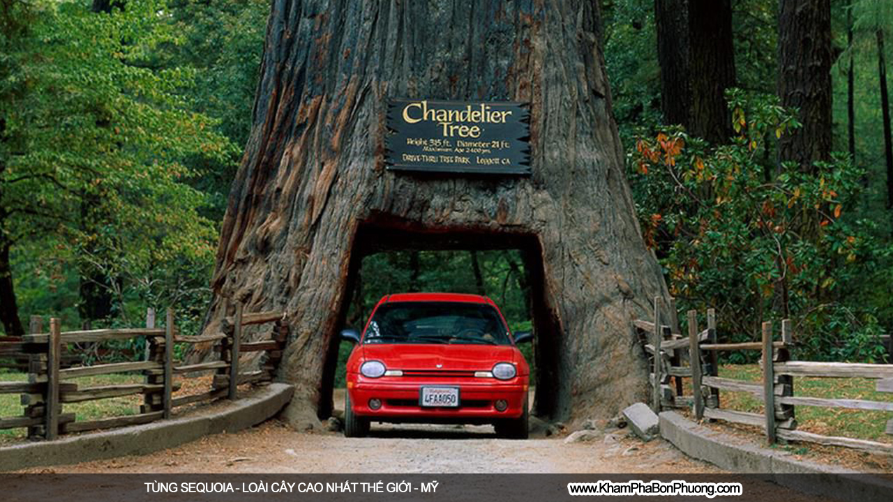 Khám phá tùng sequoia - loài cây cao nhất thế giới | Khám Phá Bốn Phương