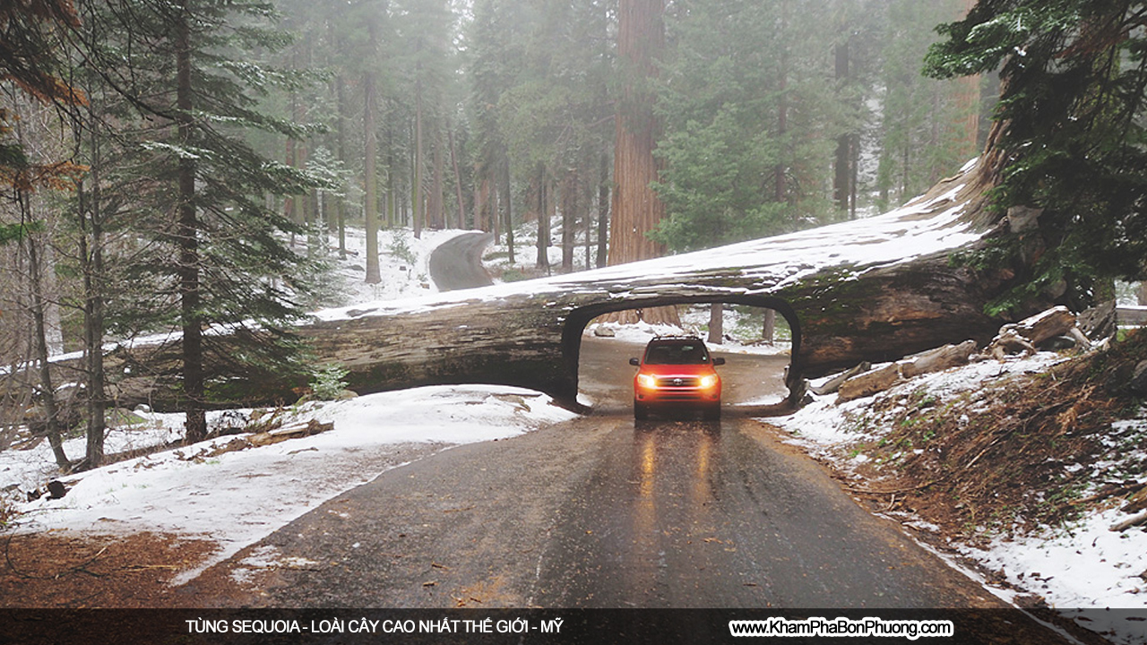 Khám phá tùng sequoia - loài cây cao nhất thế giới | Khám Phá Bốn Phương