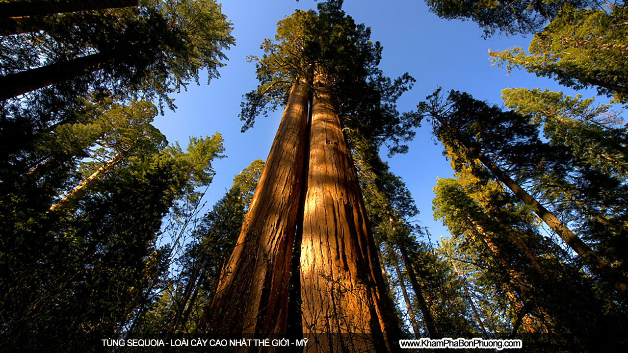 Khám phá tùng sequoia - loài cây cao nhất thế giới | Khám Phá Bốn Phương
