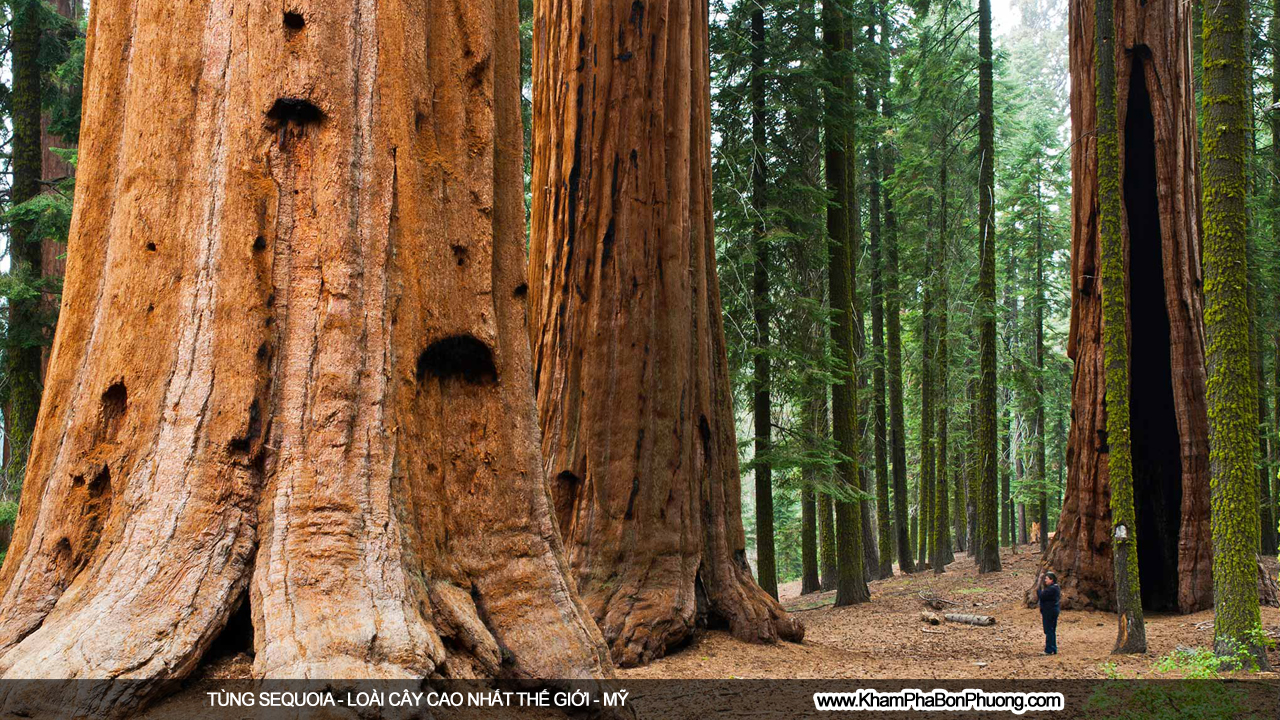 Khám phá tùng sequoia - loài cây cao nhất thế giới | Khám Phá Bốn Phương