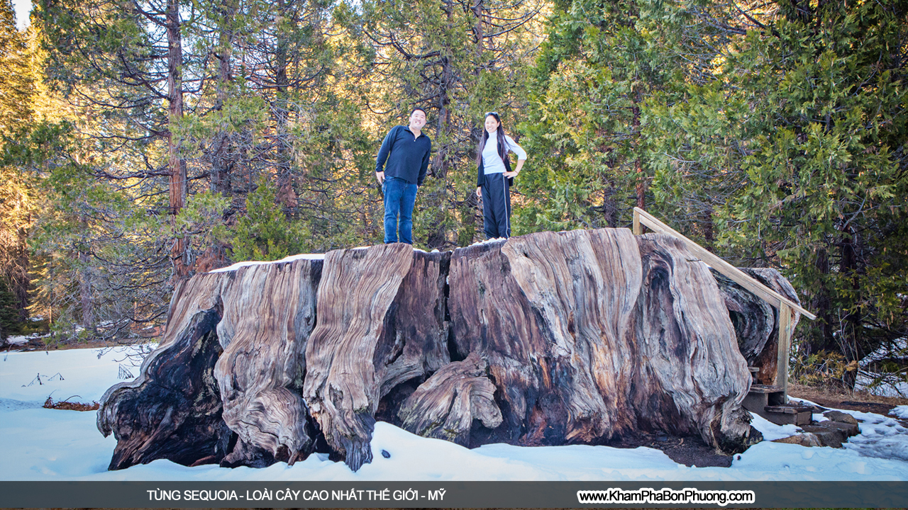 Khám phá tùng sequoia - loài cây cao nhất thế giới | Khám Phá Bốn Phương
