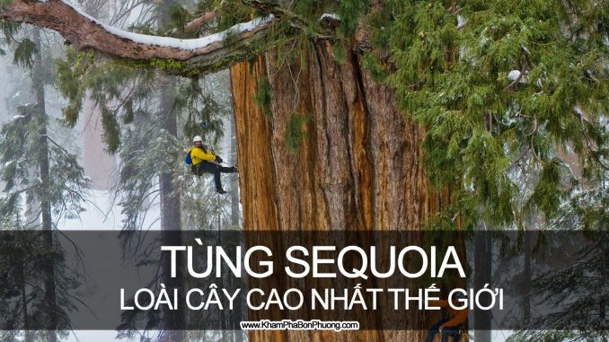 Khám phá tùng sequoia - loài cây cao nhất thế giới | Khám Phá Bốn Phương