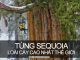 Khám phá tùng sequoia - loài cây cao nhất thế giới | Khám Phá Bốn Phương