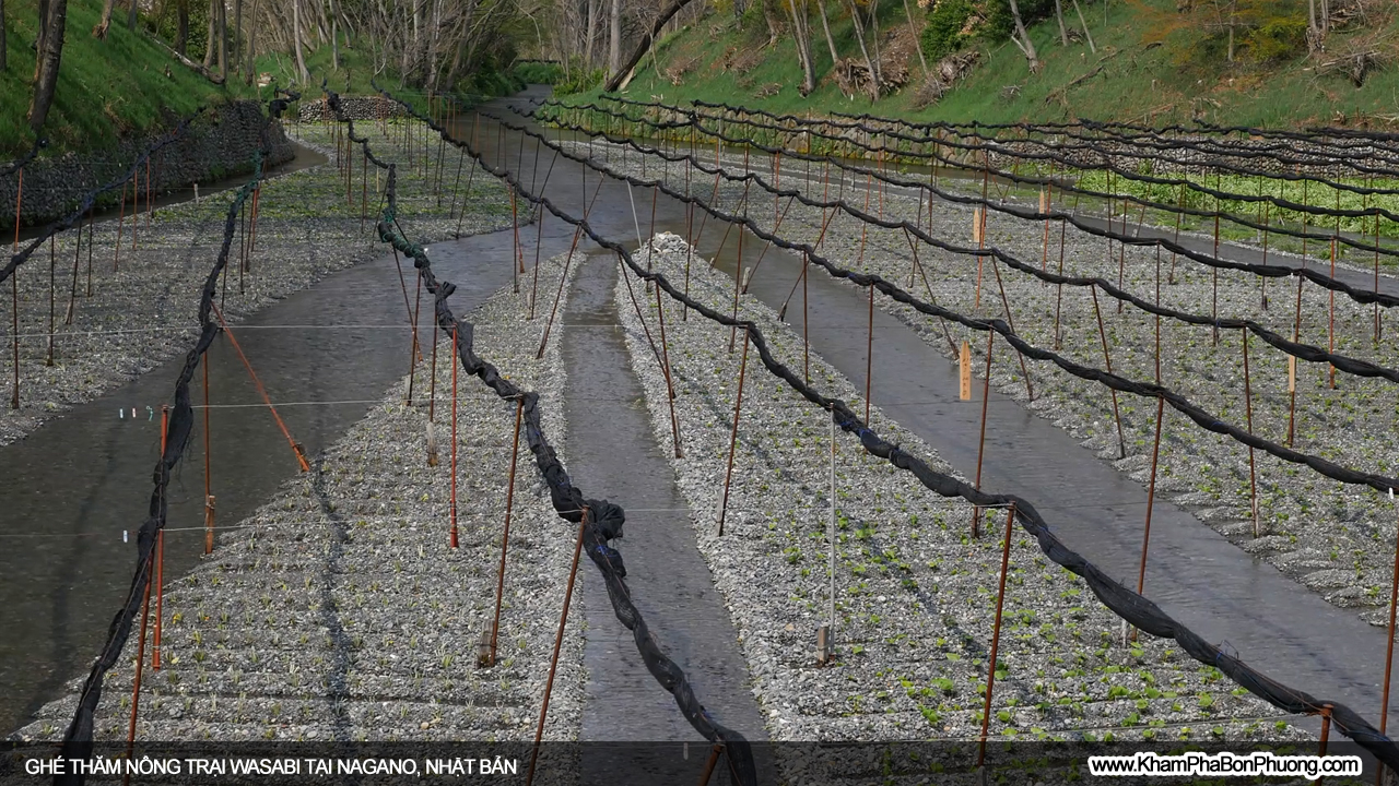 Ghé thăm nông trại wasabi lớn nhất Nhật Bản | Khám Phá Bốn Phương