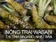 Ghé thăm nông trại wasabi lớn nhất Nhật Bản | Khám Phá Bốn Phương